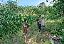Polisi di Ogan Ilir Sulap Pekarangan Warga Jadi Kebun Jagung