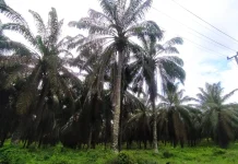 Kemarau Melanda, Harga Sawit Sumsel Tetap Stabil
