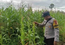 Polsek Martapura Pantau Tanaman Jagung Dukung Ketahanan Pangan