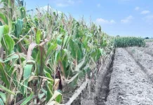 Potensi Jagung dan Ubi Kayu Dorong Bioetanol Muara Enim