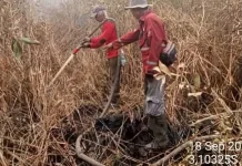 BKSDA Sumsel Intensifkan Patroli Cegah Karhutla di Kawasan Konservasi