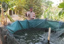 Polsek Rantau Alai Budidayakan Ikan Patin Dukung Ketahanan Pangan