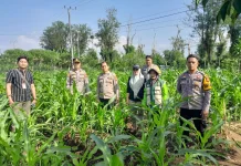 Polsek Pagar Alam Selatan Dampingi Warga Kembangkan Lahan Jagung