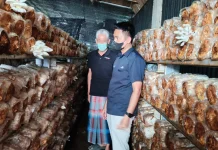 Pensiun Bukan Akhir, Edy Kembangkan Jamur Tiram dan Hidroponik