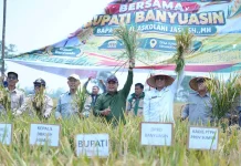 Panen Raya IP 100, Banyuasin Optimalkan Lahan Lebak