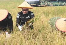 Panen Padi Perdana, Yonif TP 894 Prayatna Bumi Dukung Swasembada Pangan