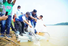 Toha Tohet Tebar 10.000 Benih Ikan saat Penutupan Balap Ketek Muba "Pakam Race"