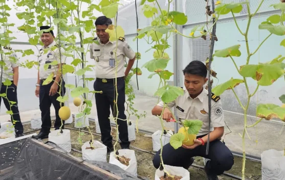 Lapas Sekayu Panen 60 Kg Melon Inthanon