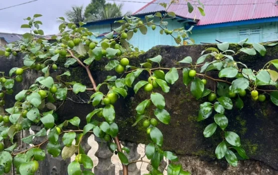 Mengenal Putsa, Apel India yang Kian Diminati