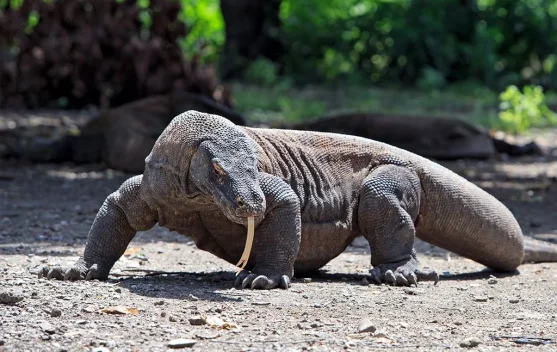Indonesia Kirim Komodo ke Jepang, Perkuat Konservasi dan Edukasi Global