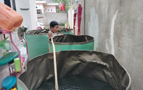 Budidaya Nila Rumahan Jadi Solusi Pangan Keluarga
