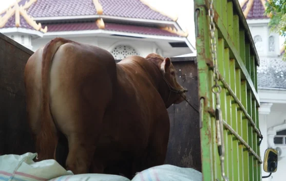 Sapi Kurban Seberat 1,1 Ton Bantuan Presiden Dibagikan ke Masyarakat OKI