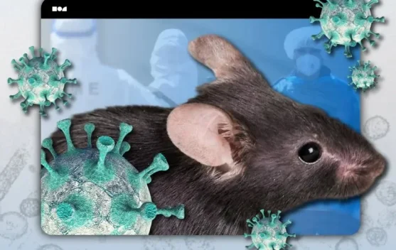 Pencegahan Hantavirus Dimulai dari Kebersihan Rumah Aman
