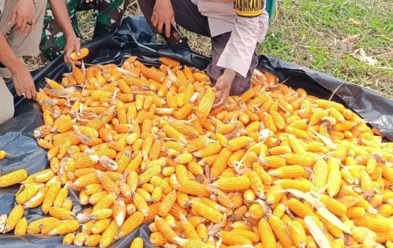 Dukung Ketahanan Pangan, Polsek Tanjung Batu Panen Jagung Bersama Masyarakat