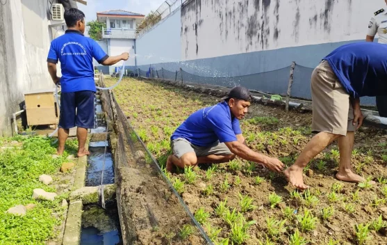 Warga Binaan Lapas Sekayu Rawat Kangkung Dukung Ketahanan Pangan