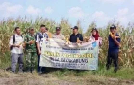 Bersama Polri, Kelompok Tani Mekar Jaya Ogan Olir Panen Raya Jagung