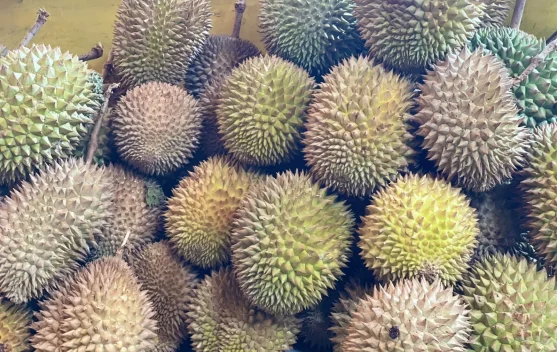 Waspada, Ini Dampaknya Bagi Tubuh bila Mengonsumsi Durian Berlebih