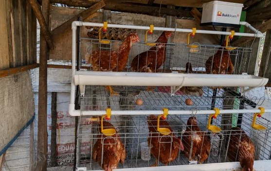 Program Ayam Petelur PTBA, Dorong Kemandirian Ekonomi Warga Sirah Pulau