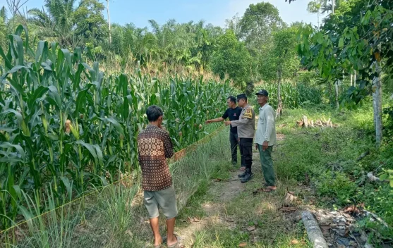 Polisi di Ogan Ilir Sulap Pekarangan Warga Jadi Kebun Jagung