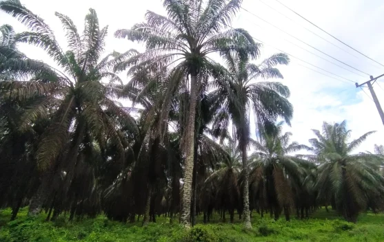 Kemarau Melanda, Harga Sawit Sumsel Tetap Stabil