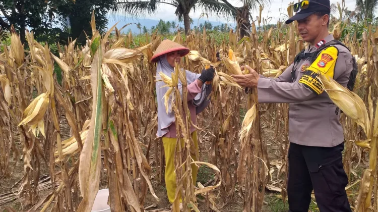 Bhabinkamtibmas Sigi Bersama Petani Panen Jagung