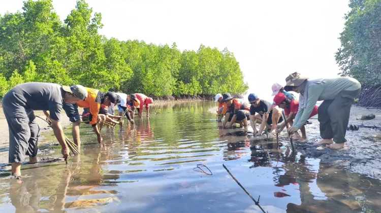 BPBD Parimo dan Relawan Mangrove Hijaukan Teluk Tomini