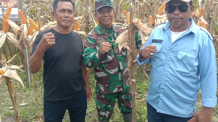 Jagung Sumo Sakti Donggala Dorong Peningkatan Ekonomi Desa