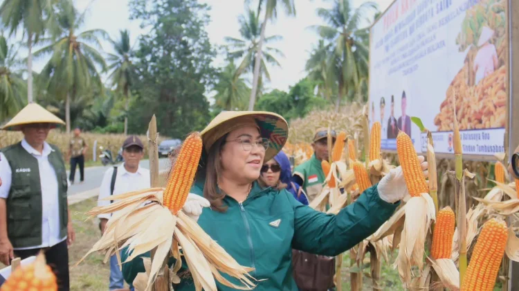 Pemerintah Kabupaten Donggala Panen Jagung  24 Ton