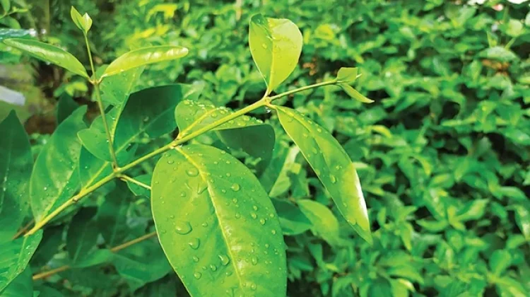 Ragam Manfaat Kesehatan Daun Salam