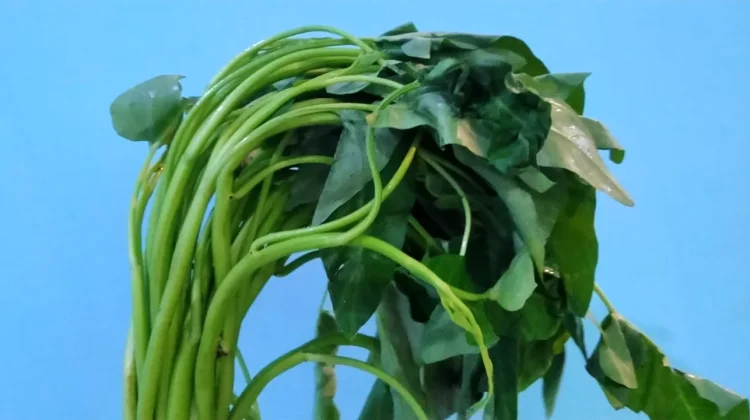 Manfaat Sayur Kangkung untuk Tubuh