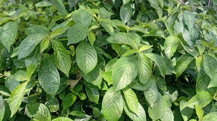 Daun Keji Beling, Tanaman Herbal Kaya Manfaat