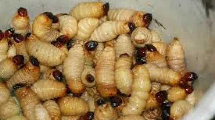 Ulat Sagu, Kuliner Unik Kaya Protein dari Alam