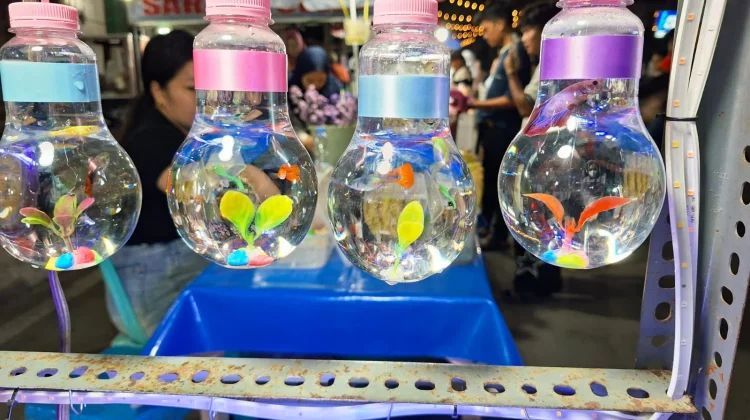Ikan Cupang, Ikan Hias Kecil dengan Pesona Besar
