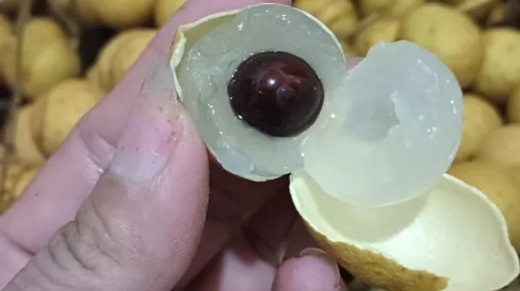 Lengkeng, Si Kecil Manis Penuh Manfaat