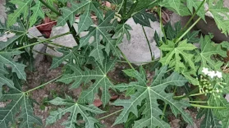 Daun Pepaya Jepang, Si Hijau Kaya Manfaat untuk Kesehatan