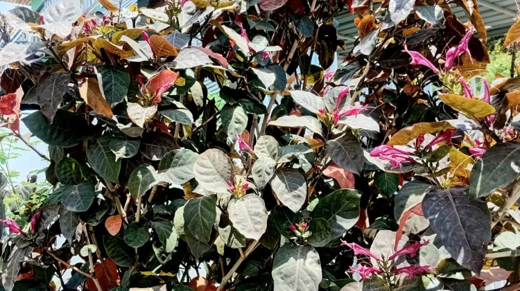 Daun Ungu, Tanaman Hias Cantik dengan Khasiat Herbal