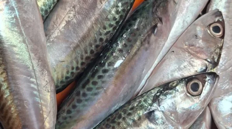 Harga Ikan Dua hari Terakhir Normal Kembali