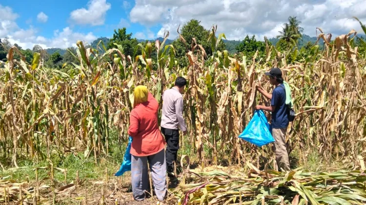 Bhabinkamtibmas Sausu Dampingi Panen Jagung Perkuat Ketahanan Pangan