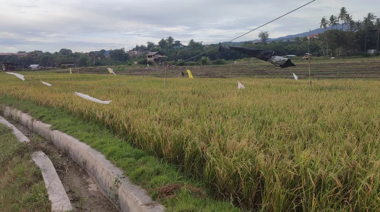 Ribuan Hektar Sawah di Sulteng Terancam Kekeringan Musim Kemarau 2026