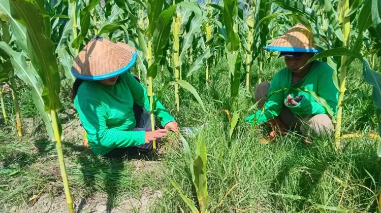 Lapas Perempuan Palu Manfaatkan Lahan Tidur untuk Pertanian Produktif