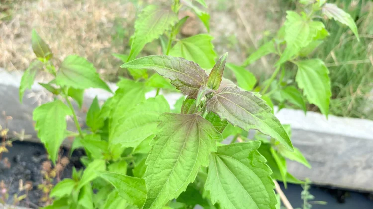 Balakacida, Tanaman Herbal Berkhasiat Bagi Tubuh