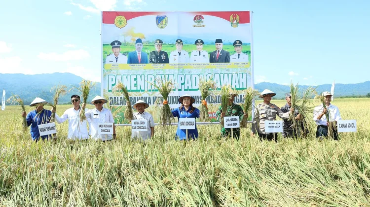 Ketua DPRD Donggala Dorong Serapan Gabah Petani tanpa Tengkulak