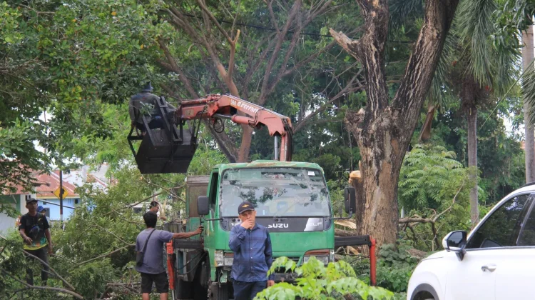 Pemkab Parimi Lakukan Peremajaan, Antisipasi Pohon Tumbang