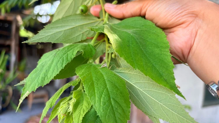 Tanaman Kersen Beri Khasiat Herbal dari Pucuk Daunnya
