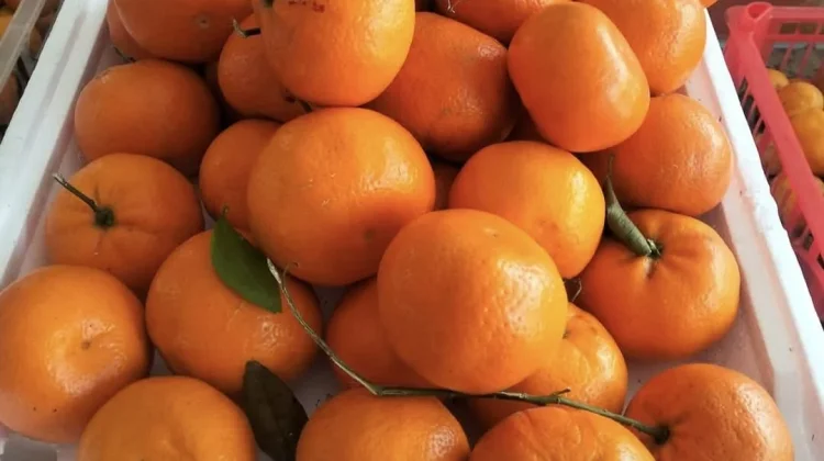 Warga Palu Mudah Temukan Buah Segar, Jeruk Santang Madu Jadi Andalan