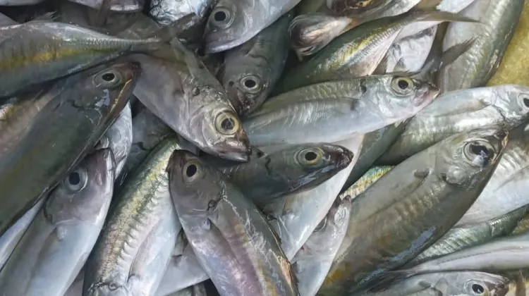 Harga Ikan Terpantau  Normal di Pasar Tradisional Palu