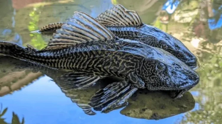 Sering Dianggap Hama, Ikan Sapu-Sapu ternyata Bisa Dimakan?
