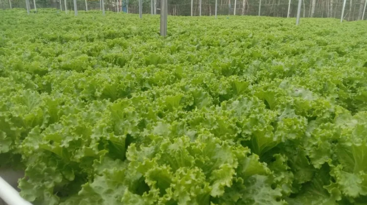 Salada Sayuran Hidroponik Menyehatkan Bebas Pestisida