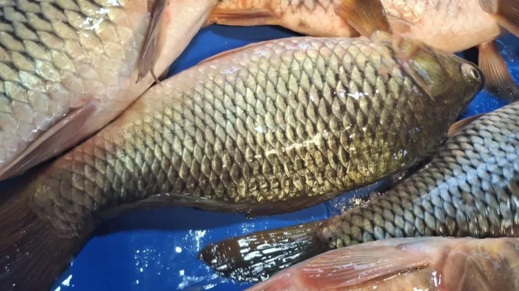 Harga Ikan Mas di Kota Palu Melambung Tinggi