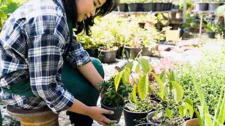 Apotek Hidup, Menanam Tanaman Herbal di Halaman Rumah